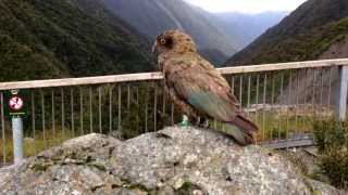 preview picture of video 'A cheeky Kea Alpine Parrot, Arthur's Pass, South Island New Zealand in HD'