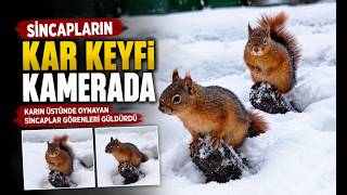 Sincapların Kar Keyfi Kamerada