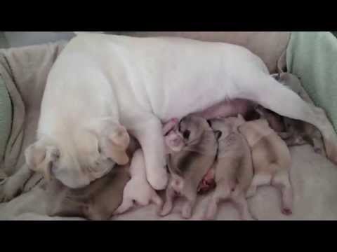 Weißer Mops & Co: Zahas Babys