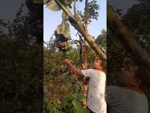 How to harvesting are banana #ep -438 #agriculture #trending #farming #banana #fruits🍌🍌