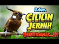 Ini Dia Masteran Yang Paling Di Cari Masteran Cililin Jernih Durasi Panjang Suara Jernih