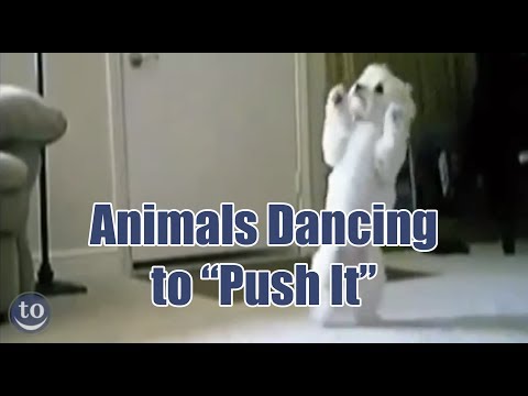 Animais dançando! Este será o melhor vídeo que verá hoje