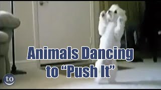 Animals Dancing to Salt-n-Pepa&#39;s &#39;Push It&#39;