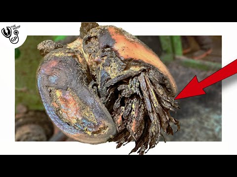 KERATIN FINGERS hanging out of a COW's HOOF