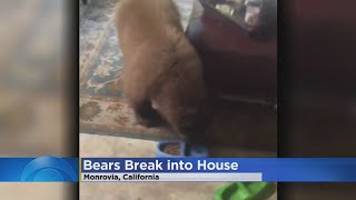Las Vegas Shooting Victim Records 2 Bears Entering Home, Eating Cat Food