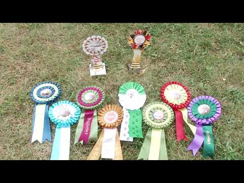 Немецкая овчарка DYK vom Holtkamper Hof