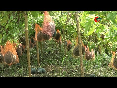 বেবি তরমুজ(Off season watermelon): এক বিঘায় ২ মাসে আয় ১ লাখের বেশি(পর্ব-০২)