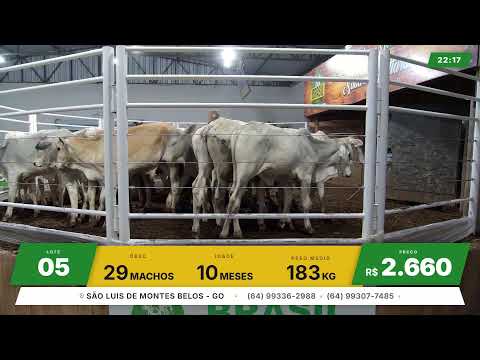 BRASIL LEILÕES - SÃO LUIS DE MONTES BELOS - GO -22/07/2026