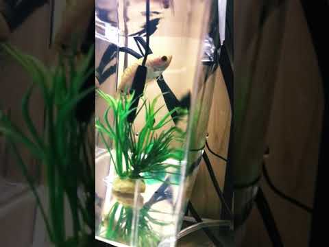 コリサ・チュナ