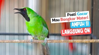 Download lagu Pancingan Handal Cucak Ijo Gacor! Jitu Dalam Membuat Ijo Lain Cepat Naik Emosi Langsung Jamtrok mp3