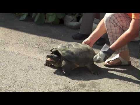 Catturata una pericolosa tartaruga azzannatrice a Lonate Pozzolo
