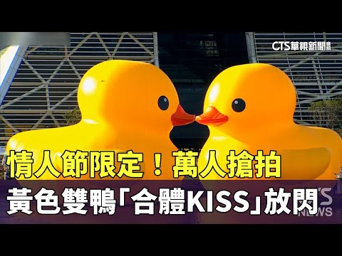 情人節限定！　黃色雙鴨「合體KISS」放閃　萬人搶拍