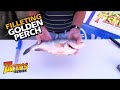 How To Fillet Golden Perch