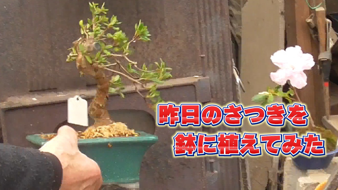 昨日のサツキを鉢に植えてみた