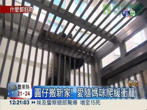圓仔搬新家! 愛隨媽咪爬上爬下
