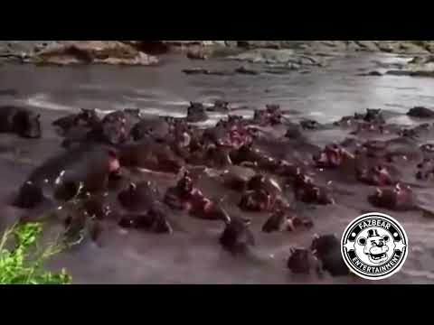 army of mr hippos killing monty slowly but surely awhile he screams in agony