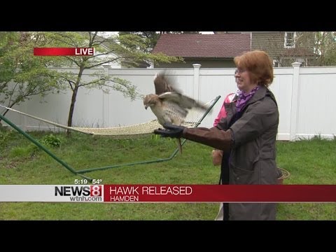 Rehabilitated red-tailed hawk