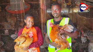 Download lagu How to Make 5M UGX Monthly from Kuroiler Chicken Farming 🐔💰 | Tips & Best Practices mp3