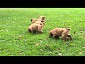 Golden Retriever dogs for sale: Maple - Video 1