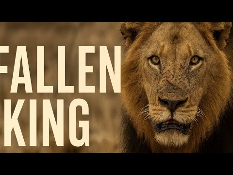 L'Ascension et la Chute de Shaka – Le Roi Lion qui défia les lois de Kruger