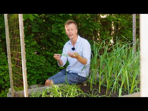 Kökets trädgård del 15 - Odla lök - Köket