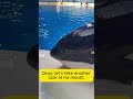 Where are the killer whale's real eyes? #orca