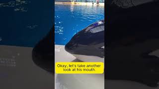 Where are the killer whale's real eyes? #orca