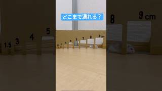 ハムスターってこんな狭いところ通れるの！？ #ハムスター #ジャンガリアンハムスター #おもしろ