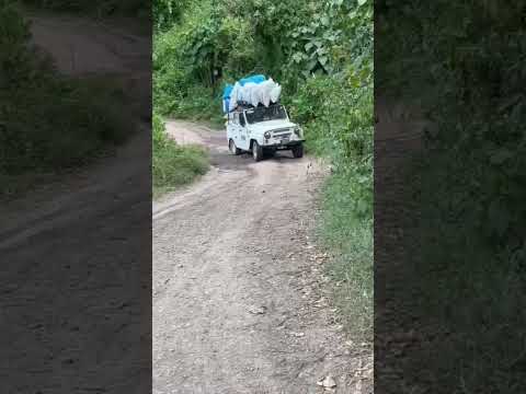 sacando la cosecha de café en Planadas Tolima #campo #uaz #cafe