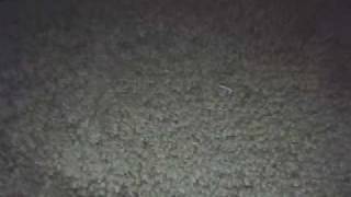 Re: Trina - Rest of Them (Lil Wayne Diss)