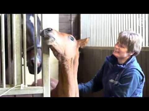 Holsteiner Hengststation - Dägeling