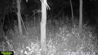 Download the video "Trailcam vid 8 point with broke g2 2025"