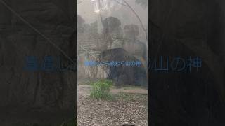 かなり近距離のヒグマが撮れた💦🐻