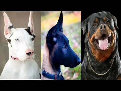 Trending dog reels, Dog Reels ideas, Dog reels Instagram, Funny dog reels hashtags, Funny Pet reels,