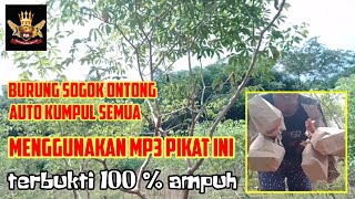 Download lagu mikat burung sogon di kebun singkong menggunakan mp3 pikat ini dijamin dapat banyak mp3