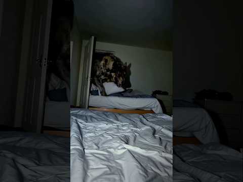 Animals You Should Never Keep At Home 😨#animalfacts #wildlife #facts