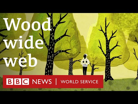 How trees secretly talk to each other - BBC World Service