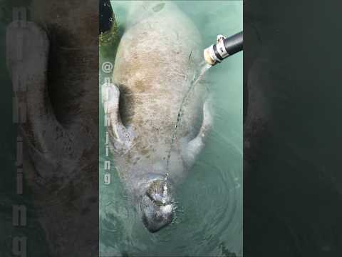 Cách lợn biển uống nước