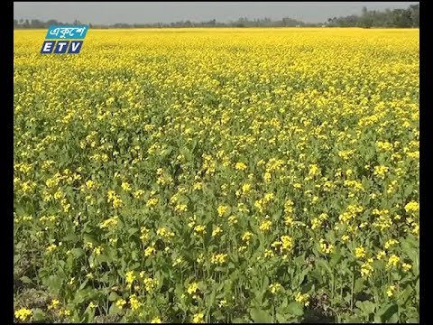 বিভিন্ন জেলায় সরিষার বাম্পার ফলন