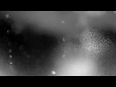 © Cio D´Or Permanent Drop Q X (KYN019)