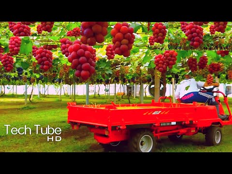 Amazing Grape Farming  And Grape Picking Technology | Grape Harvest Machine