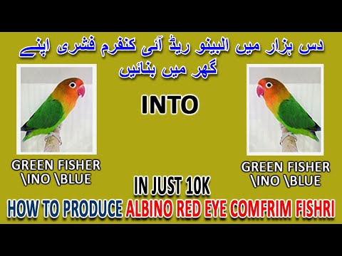 دس ہزار میں البینو ریڈ آئی کنفرم فشری اپنے گھر میں بنائیں | ALBINO FISHRI | AA BIRDS INFORMATION
