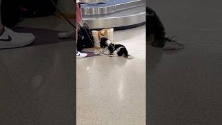 🇺🇸退屈なワンちゃん🐶！ねえねえ？　　#わんくん #わんちゃん