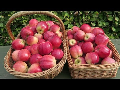 Harvesting Apples Beetroot And Butternut Squash