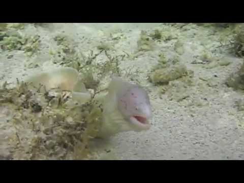 Перечная Мурена