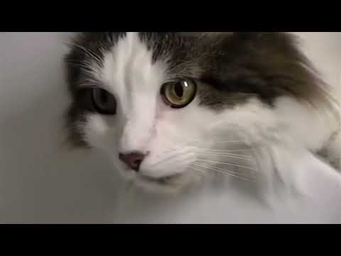 KITTEH!!!!!! (mid/late 2000s)