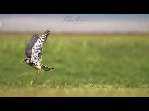 Migratory Amur Falcon slow motion flight