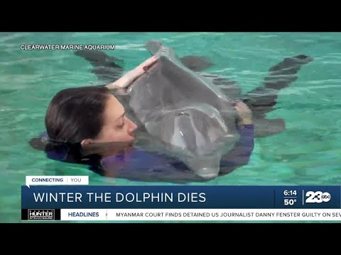 Winter, star of 'Dolphin Tales' movies, dies in Florida