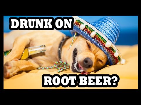Root Beer Finally Gets You Drunk! - Food Feeder