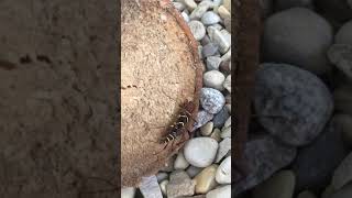CritterVids #35: Red Headed Ash Borers